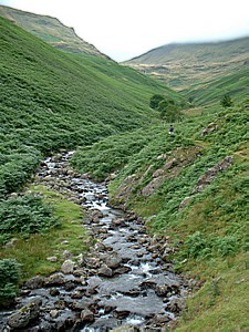 Tongue Gill