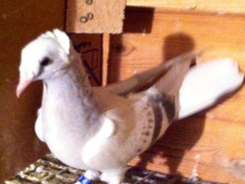 Turkish Takla London Birdtrader