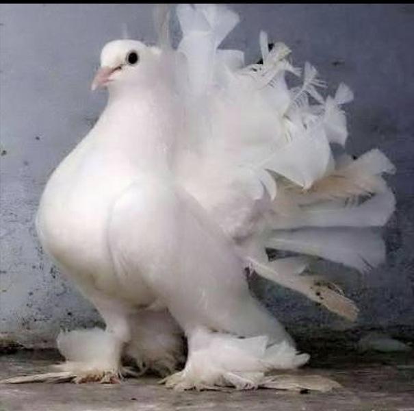PURE WHITE FEATHER FEET FANTAIL DOVES PERMANENTLY ERECTED TAILS
