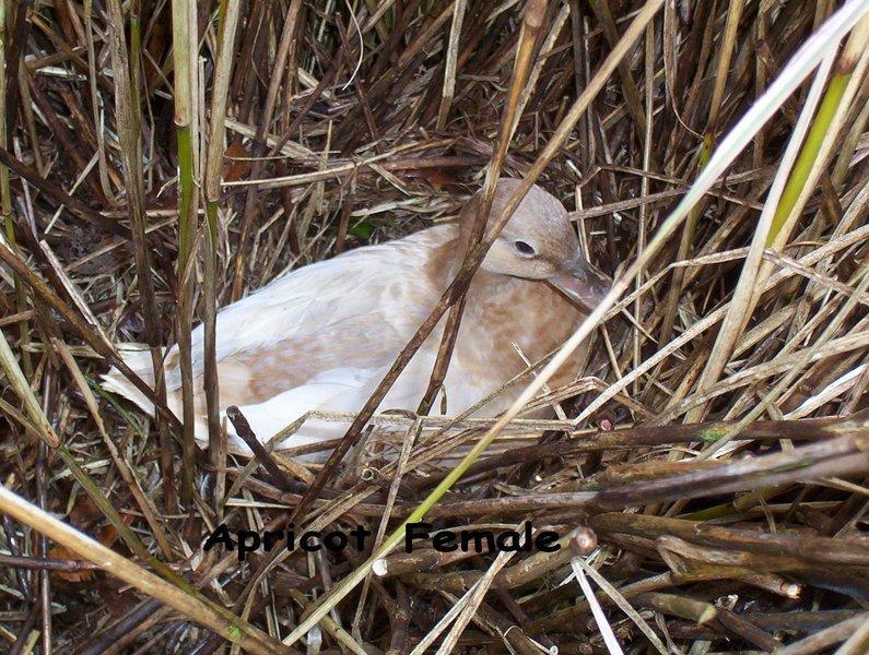 Ducks, Ducklings & Hatching Eggs Birdtrader