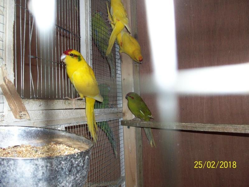 Kakarikis For Sale Birdtrader