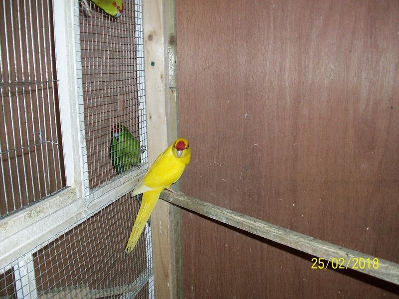 Kakarikis For Sale Birdtrader