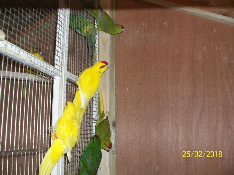 Kakarikis For Sale Birdtrader