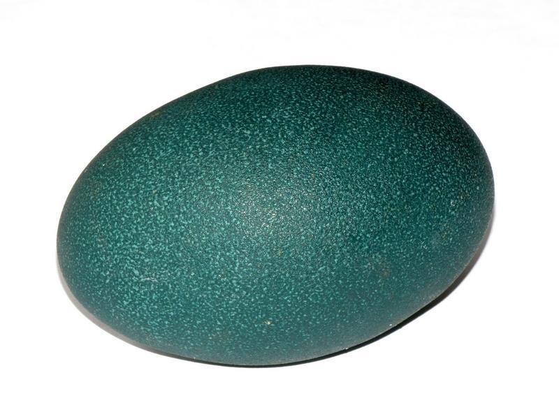 Emu eggs fertile Birdtrader
