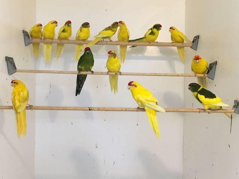 Kakarikis for sale Birdtrader