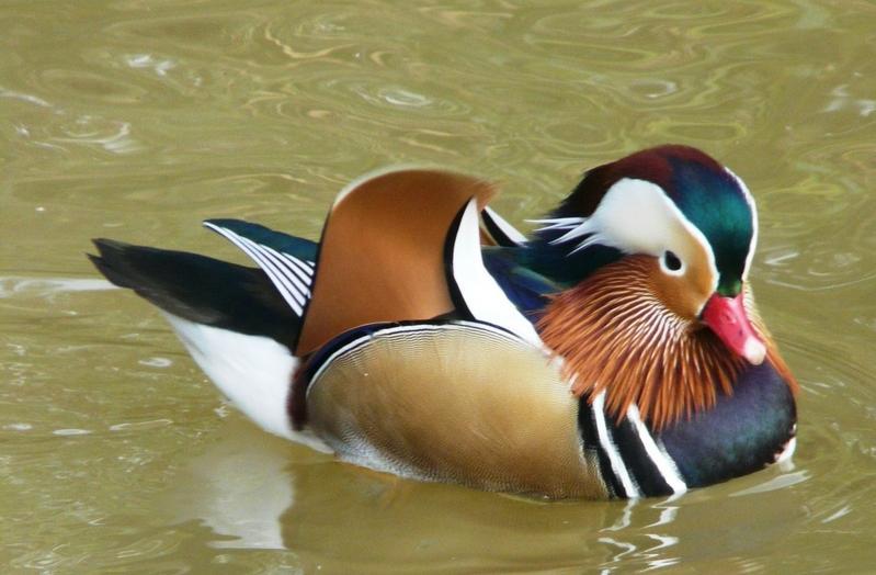 Mandarin Wood Ducks Birdtrader