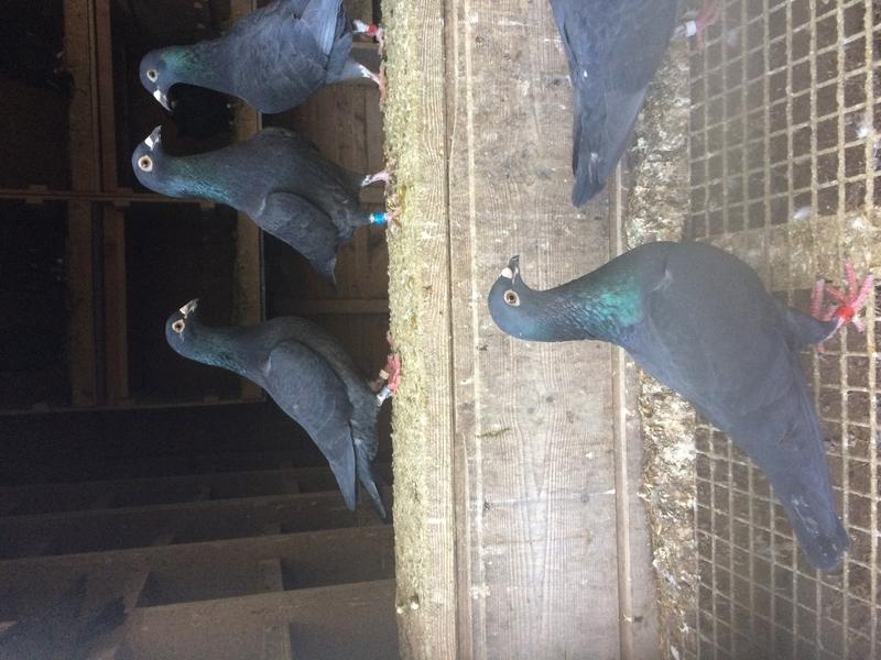 Black racing pigeons Birdtrader