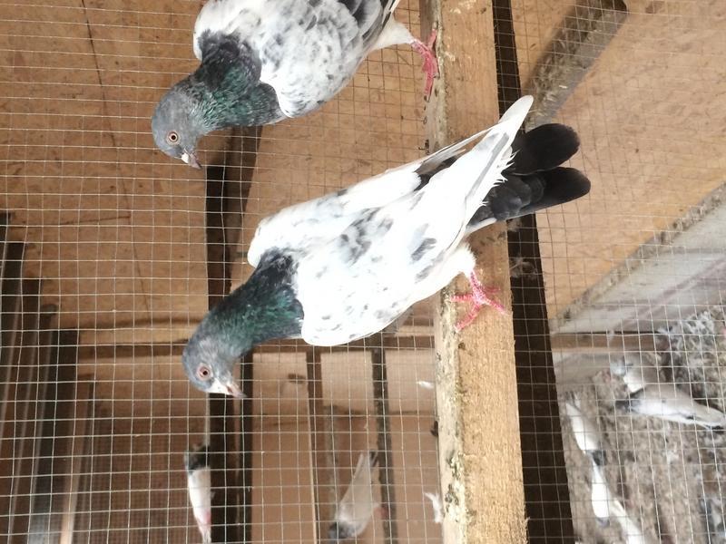 pakistani high flyers birdtrader budapest high flyers pigeons for sale