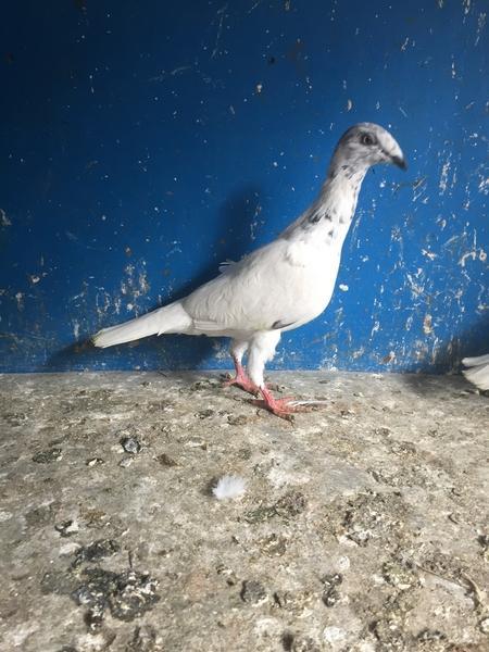 polish high flyers birdtrader budapest high flyers pigeons for sale