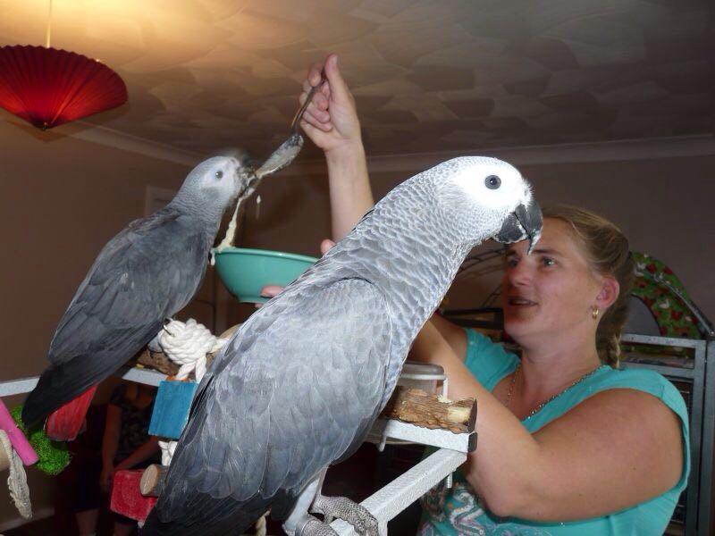 Talking Congo African Grey Parrots Birdtrader
