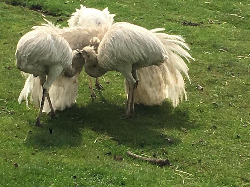 rhea eggs for sale Birdtrader
