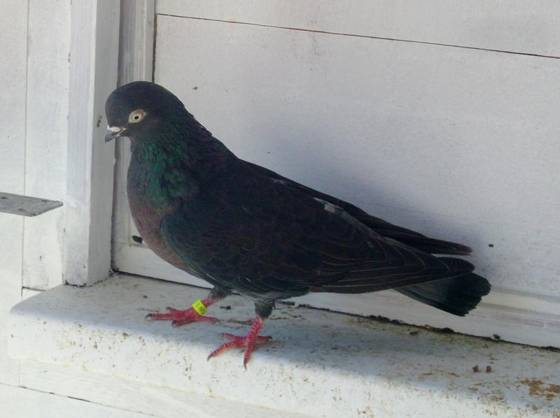 Portuguese Tumblers for sale Birdtrader
