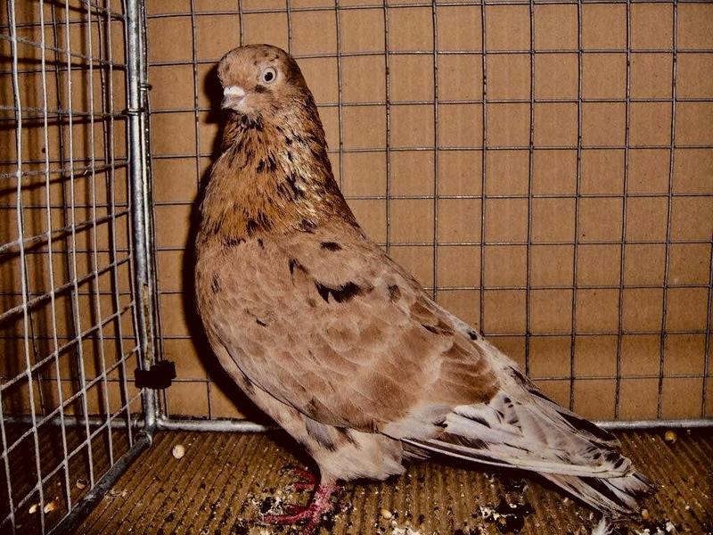 Portuguese tumblers for sale very small smallest breed Birdtrader