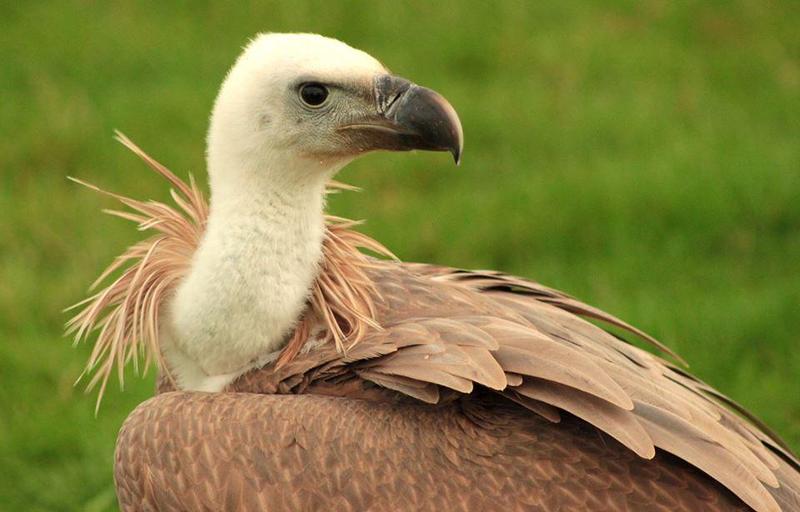 Eurasian Griffon Vulture for sale Birdtrader