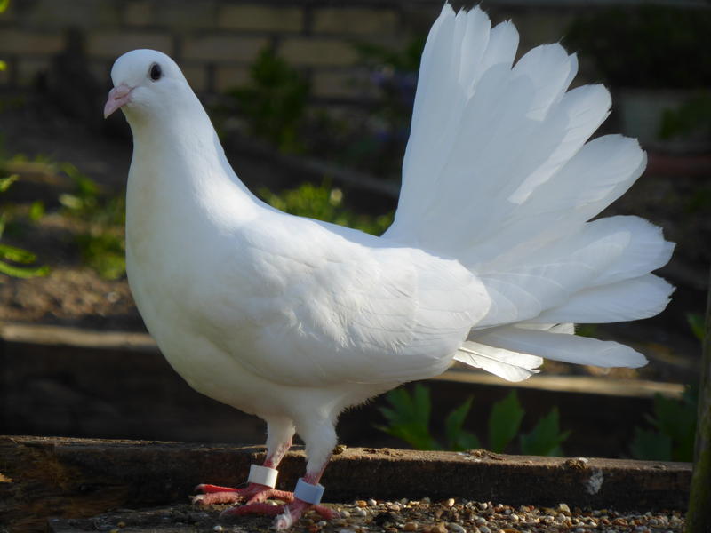 Doves For Sale >> Fantail Doves For Sale In Mid Suffolk Birdtrader Doves For Sale >> Fantail Doves For Sale In Mid Suffolk Birdtrader