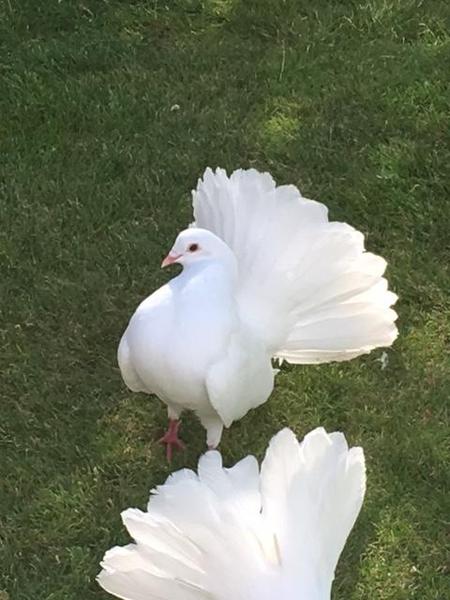 Superb White Fantail Doves For Sale 10 Week Old Birdtrader