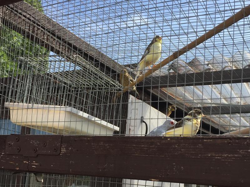 Gloucester canarys for sale Birdtrader