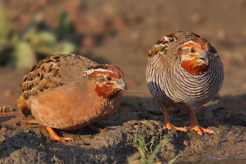 pair of jungle bush quail Birdtrader