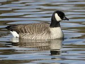canada goose eggs for sale uk canada goose eggs for sale uk