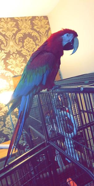 green winged macaw for sale 2000 ono birdtrader