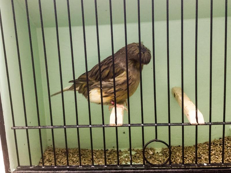 Champion GLOSTER canaries Birdtrader