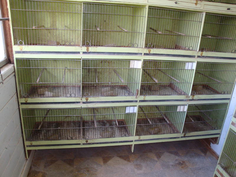 CANARY CAGES FOR SALE Birdtrader