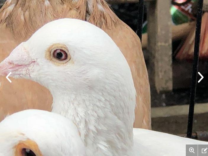 white racing pigeons Birdtrader
