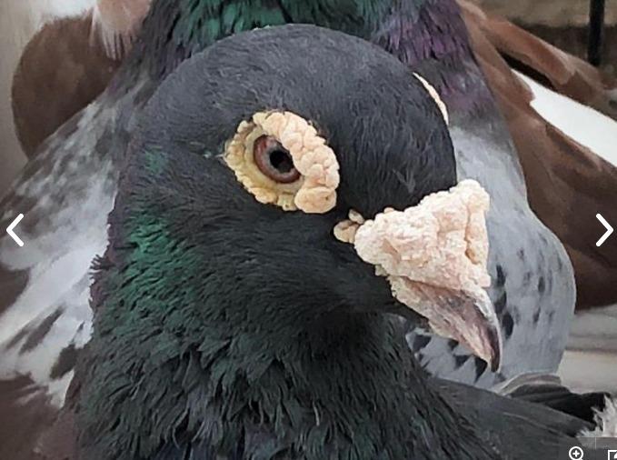 white racing pigeons Birdtrader