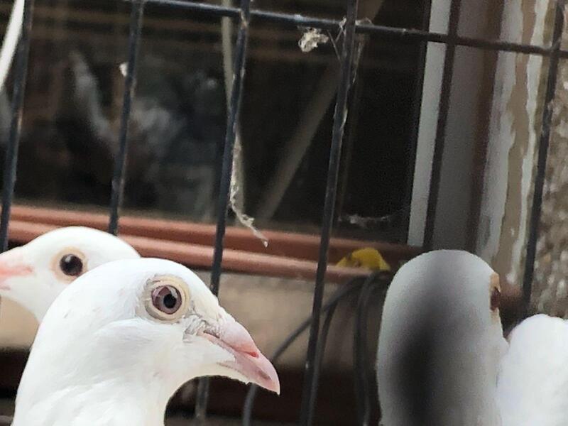 white racing pigeons Birdtrader