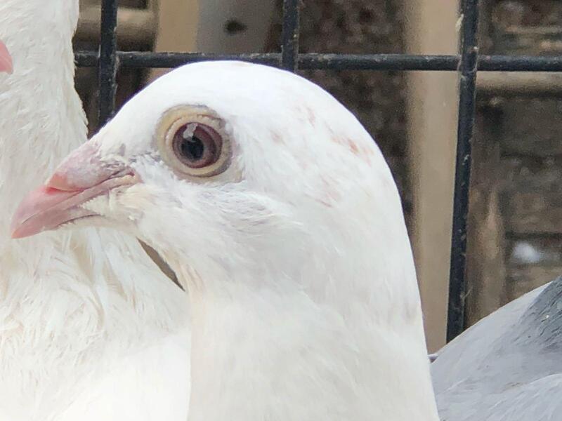 white racing pigeons Birdtrader