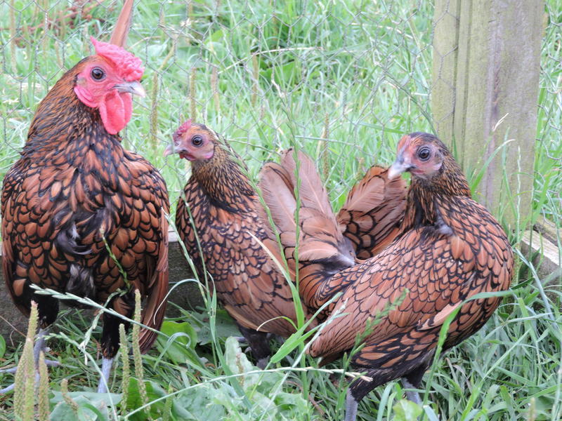 Sebright bantams for sale Birdtrader
