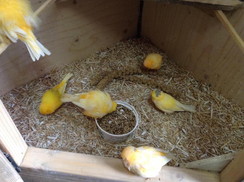 FOR SALE NORWICH CANARYS JOB LOT Birdtrader