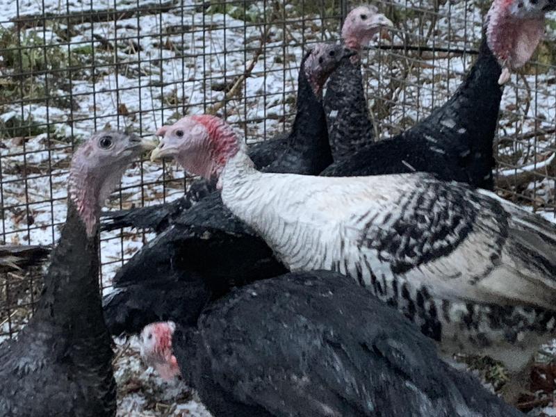 Stag & hen turkeys for sale Birdtrader