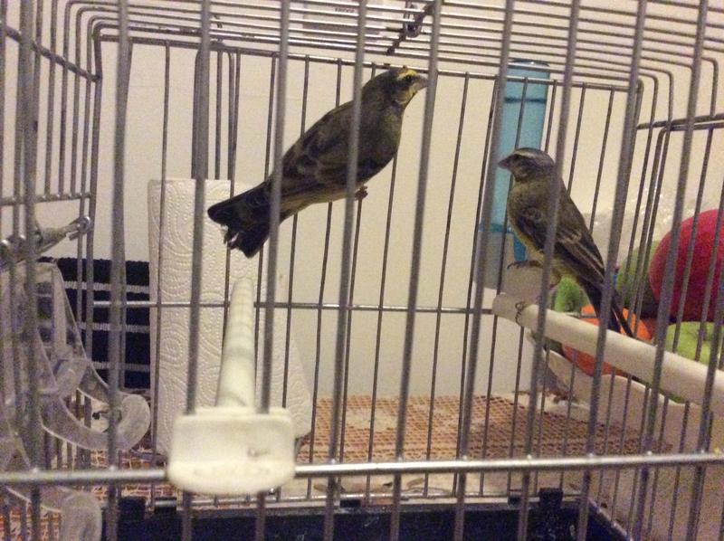 Pair of green singing finches for sale Birdtrader