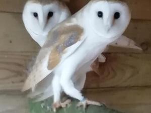 Variase Owls For Sale Birdtrader