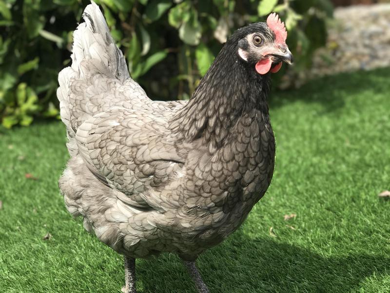 Bluebell Chickens for sale in Oldham, Manchester Birdtrader