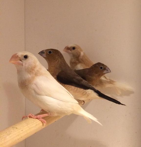 Bengalese Finches for sale Birdtrader