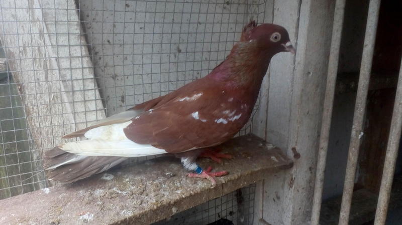 Serbian high flyers for sale | Birdtrader