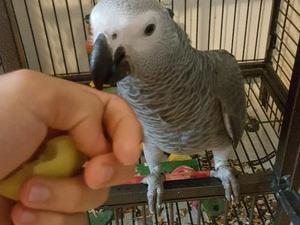 Exotic Birds For Sale >> Exotic Congo Grey Parrots For Sale Birdtrader Exotic Birds For Sale >> Exotic Congo Grey Parrots For Sale Birdtrader