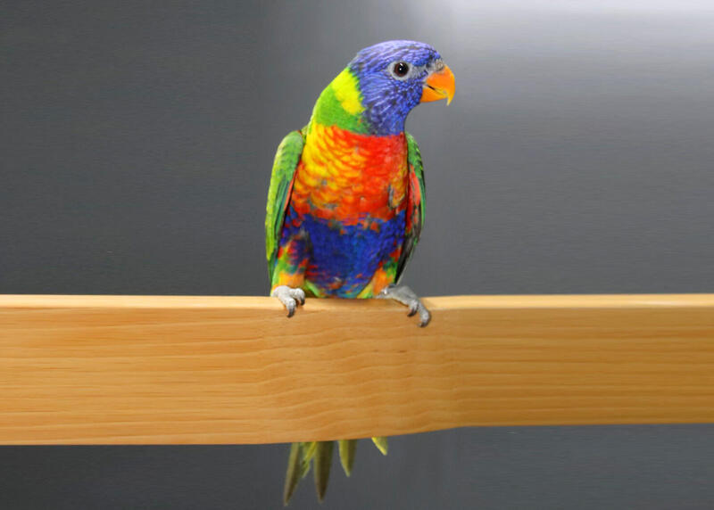 Rainbow Lorikeet for sale male and female Birdtrader