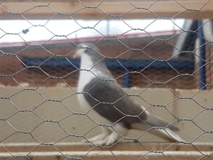Yello Lahore Pigeon Wanted Birdtrader