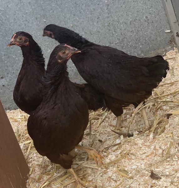 Rhode Island Red Bantams Birdtrader