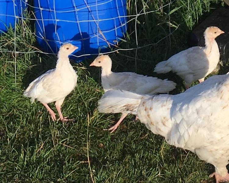 5week Off Heat Turkey Poults For Sale Heritage Breed Harvey Speckled Birdtrader