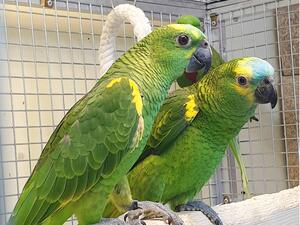 Parrots For Sale Birdtrader