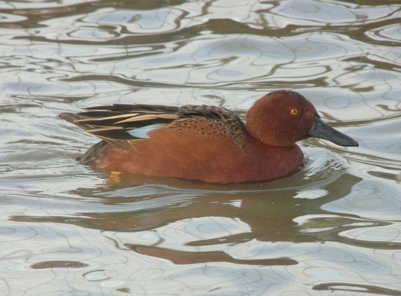 Cinnamon Teal for sale Birdtrader