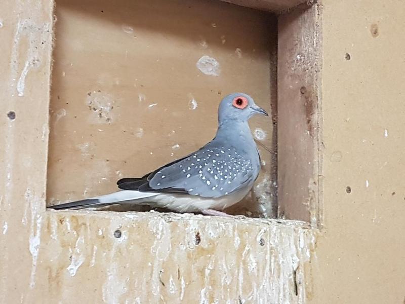 PAIR OF DIAMOND DOVES FOR SALE Birdtrader