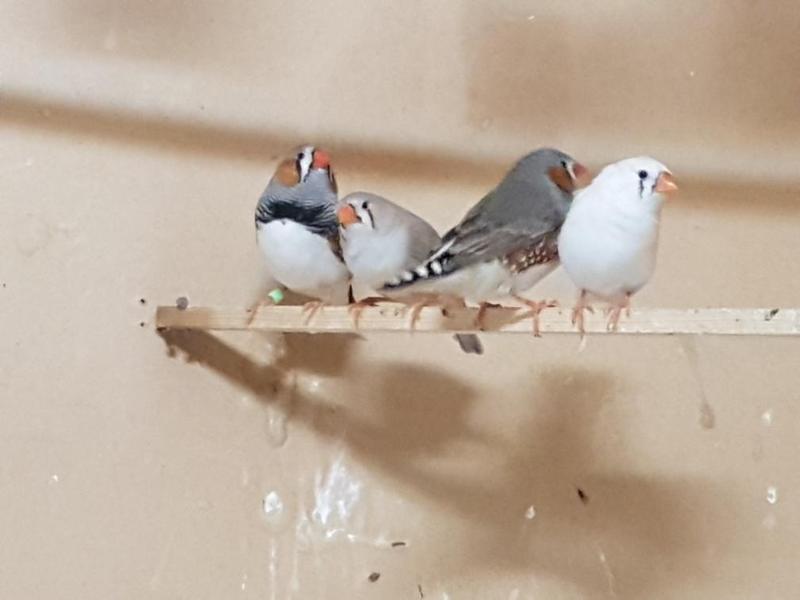 ZEBRA FINCHES FOR SALE Birdtrader