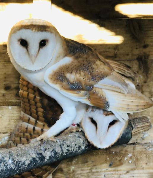 Barn owls for sale Birdtrader