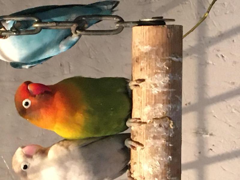 Fisher lovebirds. For sale Birdtrader