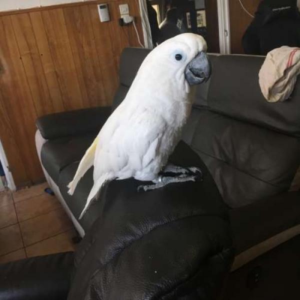 Female Cockatoo for sale Birdtrader